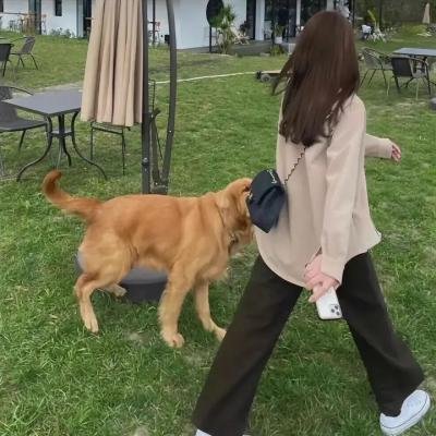 摇破天惊